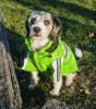 Reflecta-Glow Reflective Waterproof Adjustable Pvc Pet Raincoat - X-Small