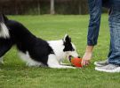 Squeaky Football Branch, Fetch and Play - Latex Rubber Dog Toy Balls, Play Chew Fetch Interactive Ball Puppies - orange